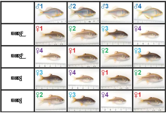 Fig. 2. A sample of block-design (4×4) and the procedure for estimating of relative contribution of non-(inconsistent) vs additive (consistent) genetic benefits to female mate preference in Korean rosy bitterling.