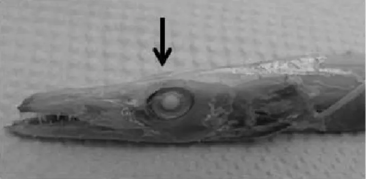 Fig. 2. The arrow indicated the interorbital space. 