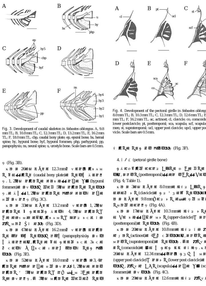 Fig. 4. Development of the pectoral girdle in Sebastes oblongus. A, 8.0 mm TL; B, 10.3 mm TL; C, 12.3 mm TL; D, 12.6 mm TL; E, 13.2 mm TL; F, 16.2 mm TL