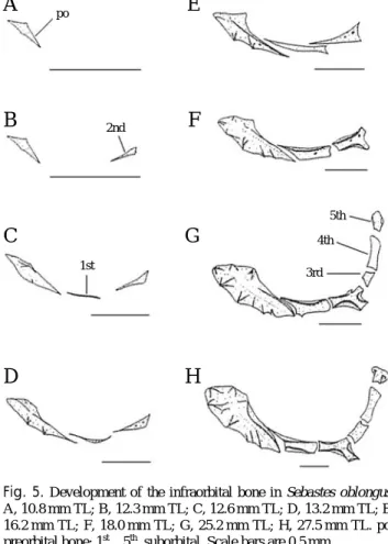 Fig. 5. Development of the infraorbital bone in Sebastes oblongus.