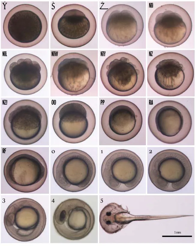 Fig. 1. Egg development and hatching of Gobiobotia macrocephala at water temperature 23� C