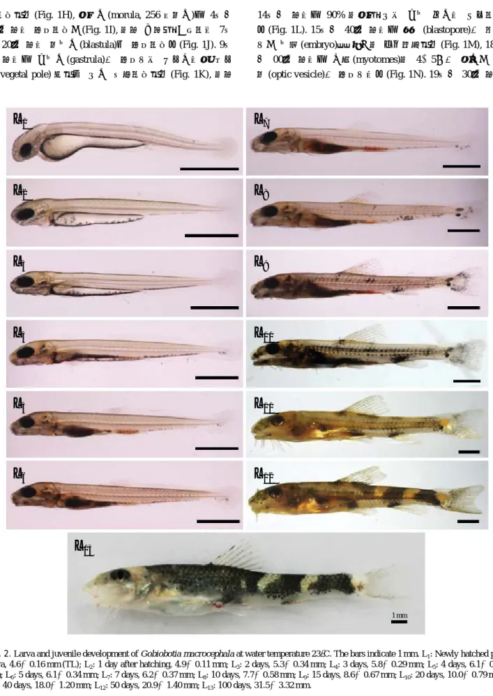 Fig. 2. Larva and juvenile development of Gobiobotia macrocephala at water temperature 23� C