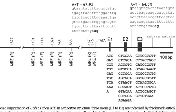 Fig. 1. Complementary DNA and deduced amino acid (single code) sequences of Cobitis choii metallothionein