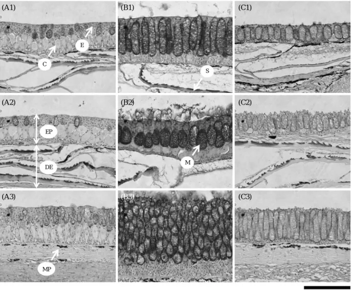 Fig. 3. Variations of skin of Misgurnus mizolepis dwelling in a ricefield under temperature-controlled experiment