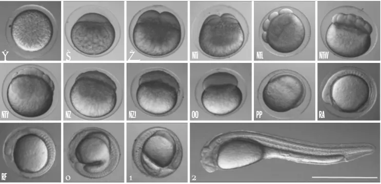 Fig. 1. Egg development of Koreocobitis naktongensis. Time required for each developmental stage is shown in Table 2
