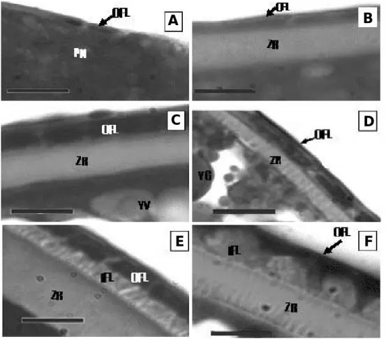 Fig. 2. Developmental stage of the oocyte surface of Rhynchocypris with Ehrlich haematoxylin and eosin (Bar = = 20 µ m)