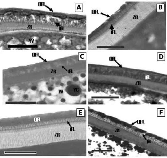 Fig. 3. Special staining reactions on the oocyte surface of Rhynchocypris oxycephalus at the yolk granule stage (Bar = = 20 µ m)