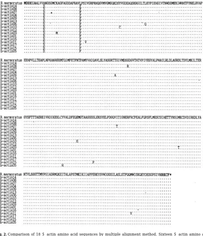 Fig. 2. Comparison of 18 β-actin amino acid sequences by multiple alignment method. Sixteen β-actin amino acid sequences were deduced from the DNA sequences of R