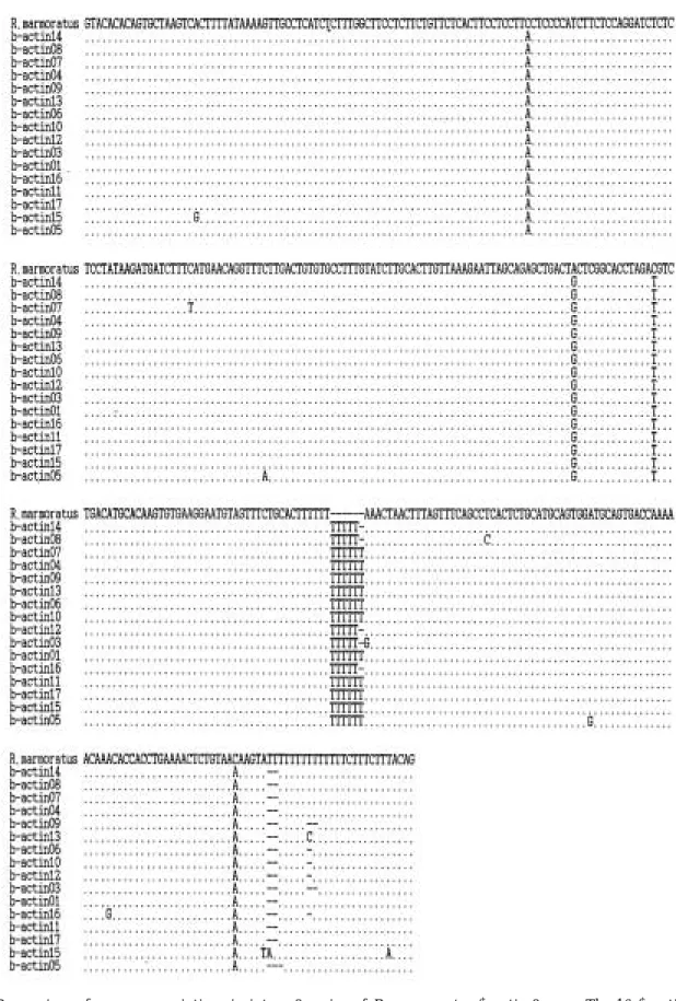 Fig. 3. Comparison of sequence variations in intron 2 region of R. marmoratus β-actin 2 gene