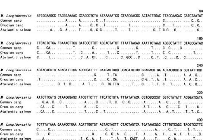 Fig. 4. Alignment of nucleotide sequences of mitochondrial cytochrome b gene from Microphysogobio longidorsalis, com- com-mon carp, crucian carp, and Atlantic salcom-mon