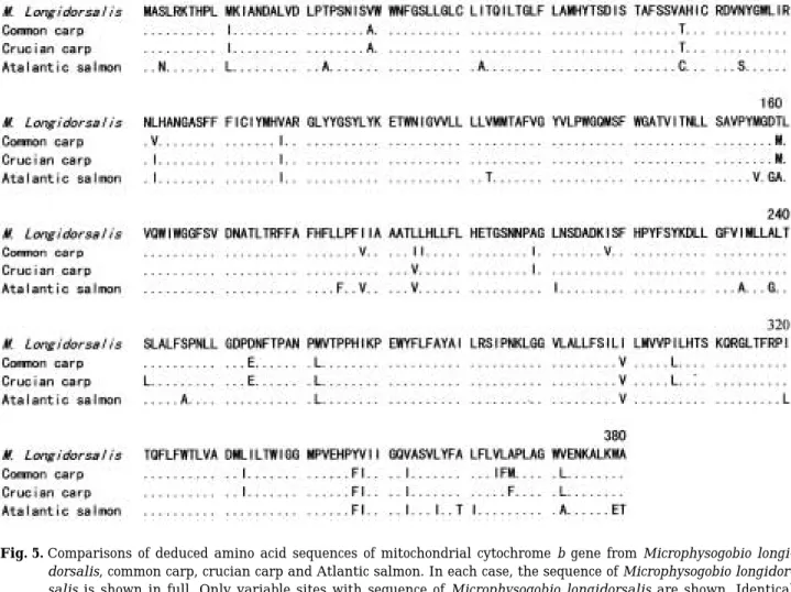 Fig. 5. Comparisons of deduced amino acid sequences of mitochondrial cytochrome b gene from Microphysogobio longi- longi-dorsalis, common carp, crucian carp and Atlantic salmon