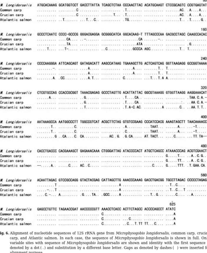 Fig. 6. Alignment of nucleotide sequences of 12S rRNA gene from Microphysogobio longidorsalis, common carp, crucian carp, and Atlantic salmon