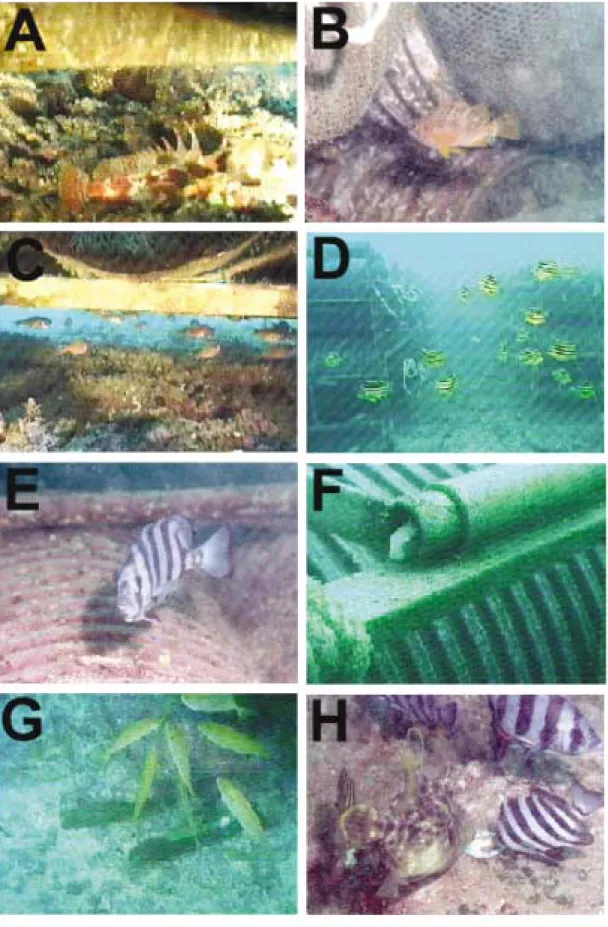 Fig. 5. Behavioral characteristics of f ishes around bottom cage system.