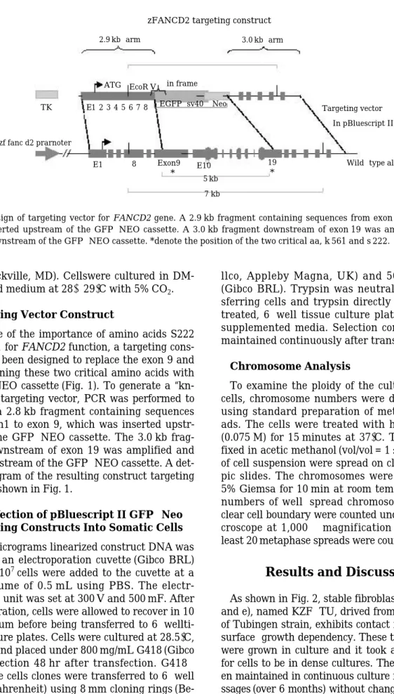 Fig. 1. Design of targeting vector for FANCD2 gene. A 2.9 kb fragment containing sequences from exon 1 to exon 9 was inserted upstream of the GFP-NEO cassette
