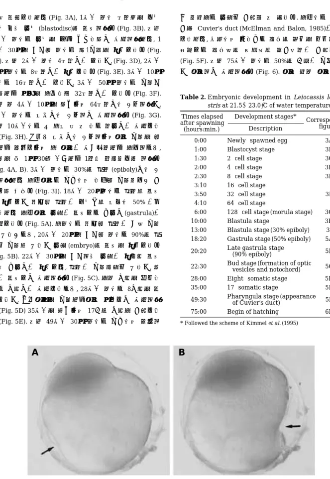 Fig. 4. Change in shape of yolk of Leiocassis longirostris in morula stage. A: initial state, B: 1 min