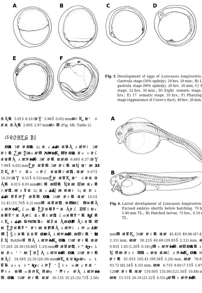 Fig. 6. Larval development of Leiocassis longirostris. A) Excised embryo shortly before hatching, 70 hrs., 5.40 mm TL.; B) Hatched larvae, 75 hrs., 6.10 mm TL