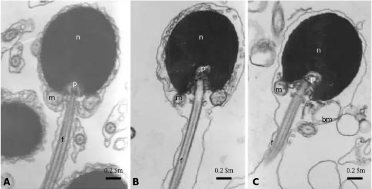 Fig. 3. The ultrastructural changes in pointhead flounder spermatozoa after cryopreservation
