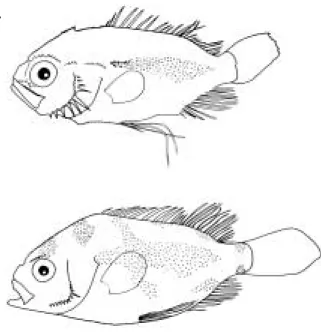 Fig. 5. Development of juveniles of Hapalogenys mucro- mucro-natus. A: 9.7 mm SL; B: 19.1 mm SL.ABCDAB