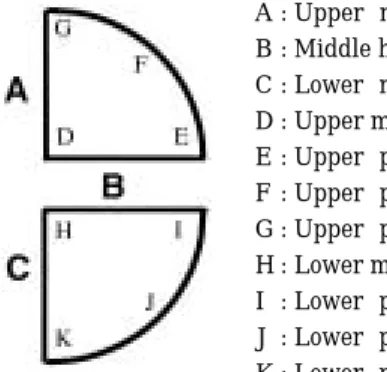 Fig. 1. Idealized position of samples for the radial and ta- ta-ngential sections.