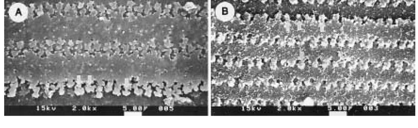 Fig. 2. Structure and interlocking morphology of (A) Z. temmincki and (B) H. longirostris by the SEM
