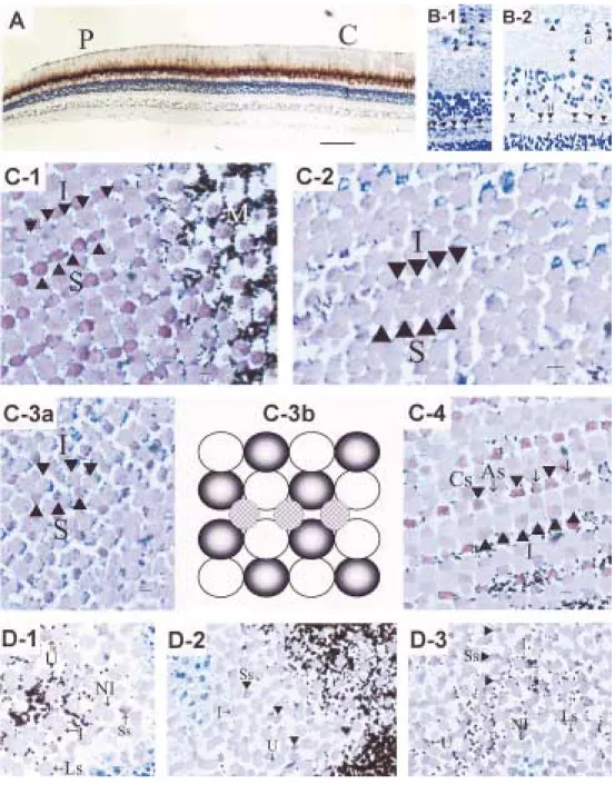 Fig. 3. Structures of retinal tissues of Z. temmincki and H. longirostris.
