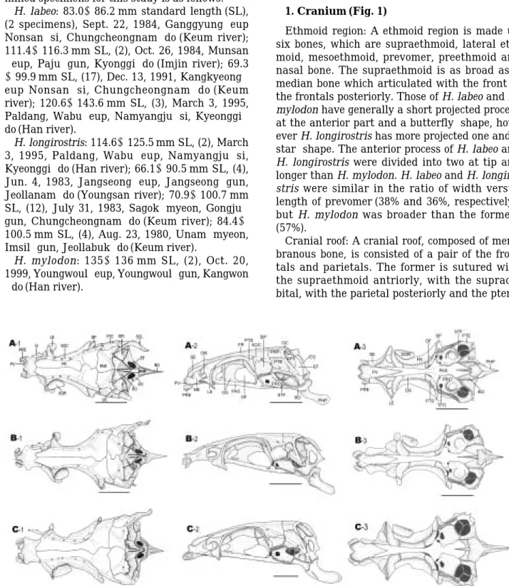 Fig. 1. Comparison of dorsal (1), lateral (2) and ventral views (3) of skull of Hemibarbus labeo (A) , H