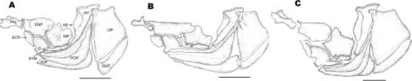 Fig. 4. Comparison of suspensorial elements and opercular series of Hemibarbus labeo (A),  H
