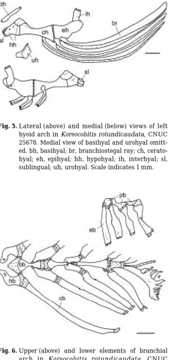 Fig. 6. Upper (above) and lower elements of branchial arch in  Koreocobitis rotundicaudata, CNUC 25678