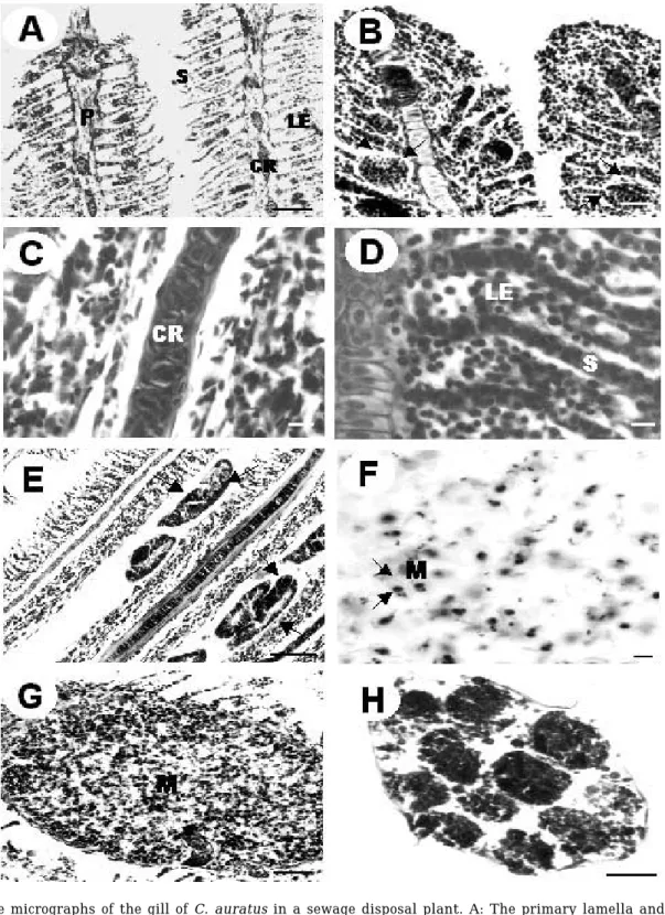 Fig. 2. The micrographs of the gill of C. auratus in a sewage disposal plant. A: The primary lamella and lamellar epithelium were thicken and swollen