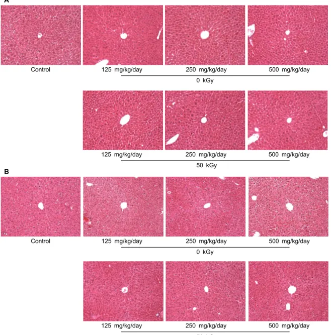 Fig. 1. Histopathological examination of the liver of ICR mice administered with methanol extract powder of red ginseng prepared with 0 and 50 kGy-irradiated ginseng for 3 months