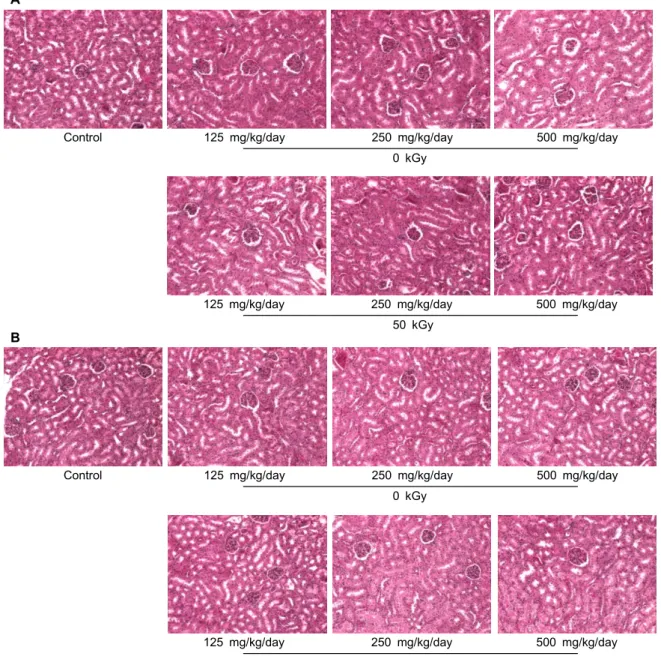 Fig. 2. Histopathological examination of the kidney of ICR mice administered with methanol extract powder of red ginseng prepared with 0 and 50 kGy-irradiated ginseng for 3 months