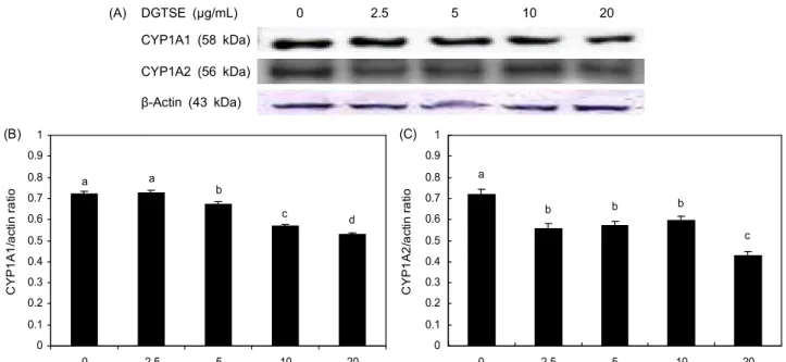 Fig. 3. Effects of defatted green tea seed ethanol extract on CYP1A1 and CYP1A2 protein expressions in HepG2 cell