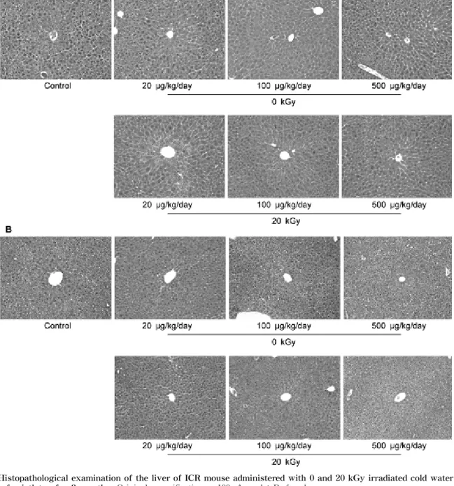 Fig.  1.  Histopathological  examination  of  the  liver  of  ICR  mouse  administered  with  0  and  20  kGy  irradiated  cold  water  extract  powder  of  mistletoe  for  3  months