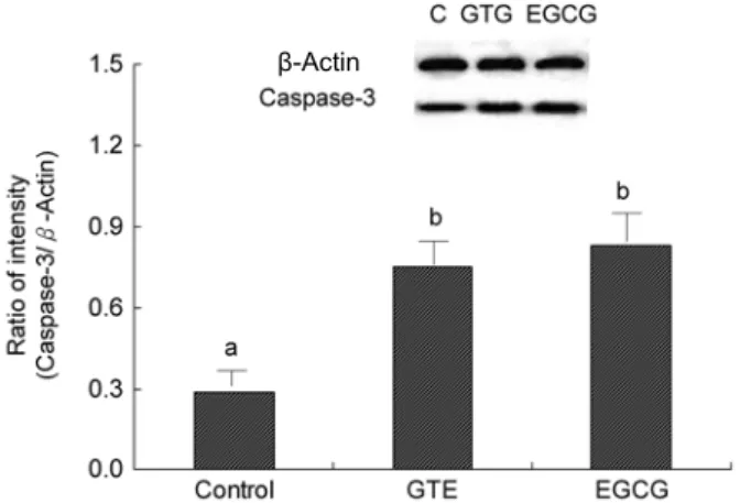 Fig.  6.  Effects  of  GTE  on  p53  in  A549  cells.  A549  cells  were  untreated  (control),  treated  with  GTE  (100  μ g/mL)  or  treated  with  EGCG  (100  μ g/mL)  for  4  hours