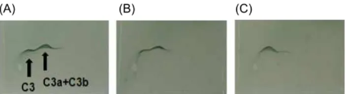 Fig. 5. Crossed immunoelectrophoretic patterns of C3 con- con-verted by PW-1 purified from Korean pear wine