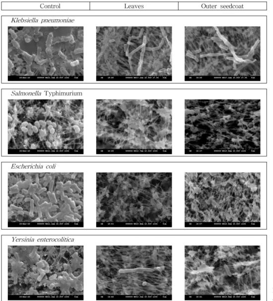 Fig. 2. Scanning electron micro- micro-graph of Gram negative bacteria.