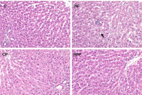 Fig.  5.  Effect  of  dietary  supplementa- supplementa-tion  of  grape  pomace  on  micrographs  of  liver  tissue  in  rats  fed  a  normal  or  high  fat  diet  (hematoxylin  and  eosin  stain, 
