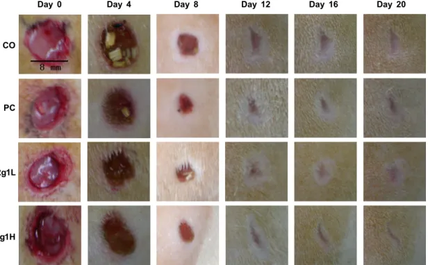 Fig.  1.  Macroscopic  appearance  of  wound  on  CO,  PC,  Rg1L,  Rg1H  treated-rats  on  0-20th  day  post-wounding