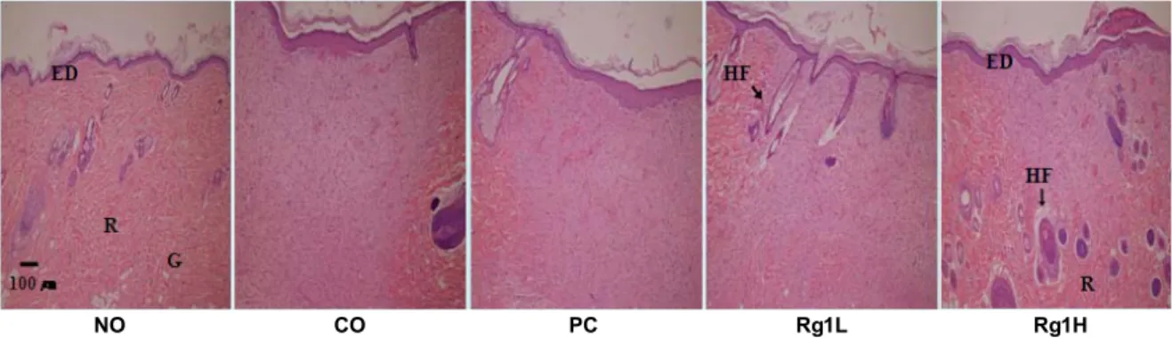 Fig.  2.  Histological  appearance  of  wounds  from  experimental  groups  on  20  days  after  wounding