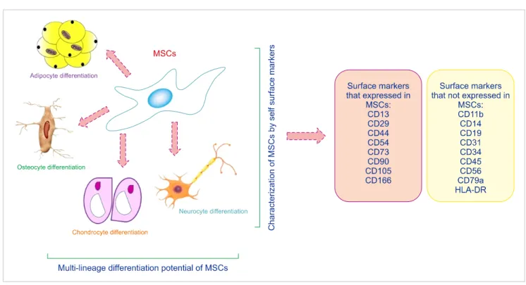 Fig. 2. Therapeutic implications of MSCs in the treatment of leukemia.