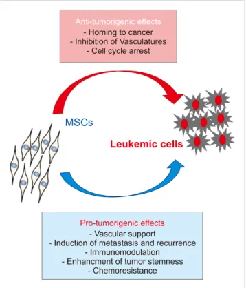 Fig. 3. Schema for the dual roles of MSCs in hematologic malignancy. 