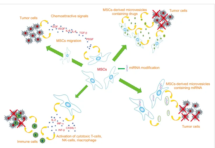 Fig. 4. MSC and tumor cell interactions as MSC-based cancer therapy. The chemotactic movement of MSCs toward a tumor niche is driven by  soluble factors such as EGF, IL-6, IL-8, TGF-, and PDGF