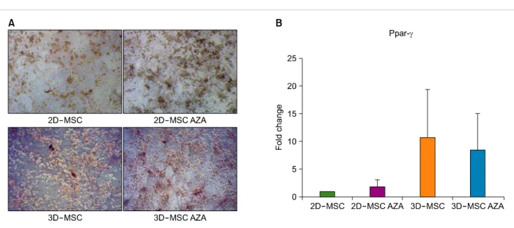 Fig. 3. MSC adipogenesis. (A) Oil red O staining was performed after adipogenic differentiation of MSCs treated with or without AZA treatment