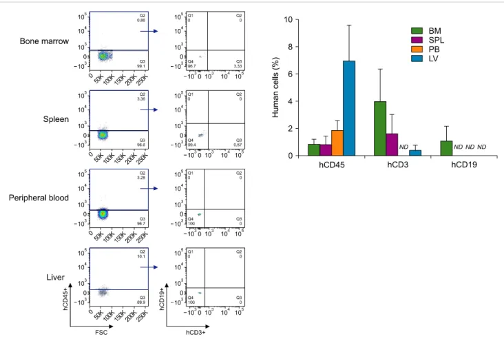 Fig. 2. Reconstitution of human cells in newborn NSG mice after intrahepatic transplantation of CD34 +  cells