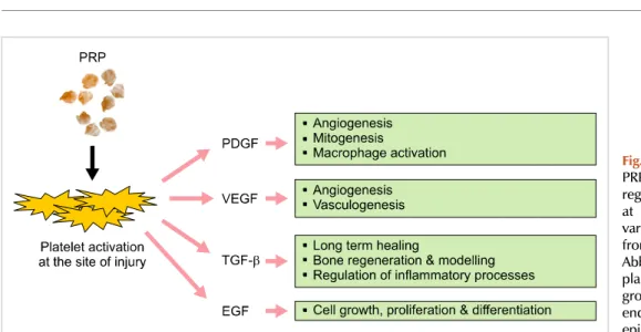Fig. 1.  Mechanism of action of  PRP. Wound healing and tissue  regeneration can be accelerated  at the site of tissue injury by  various growth factors produced from activated platelets.