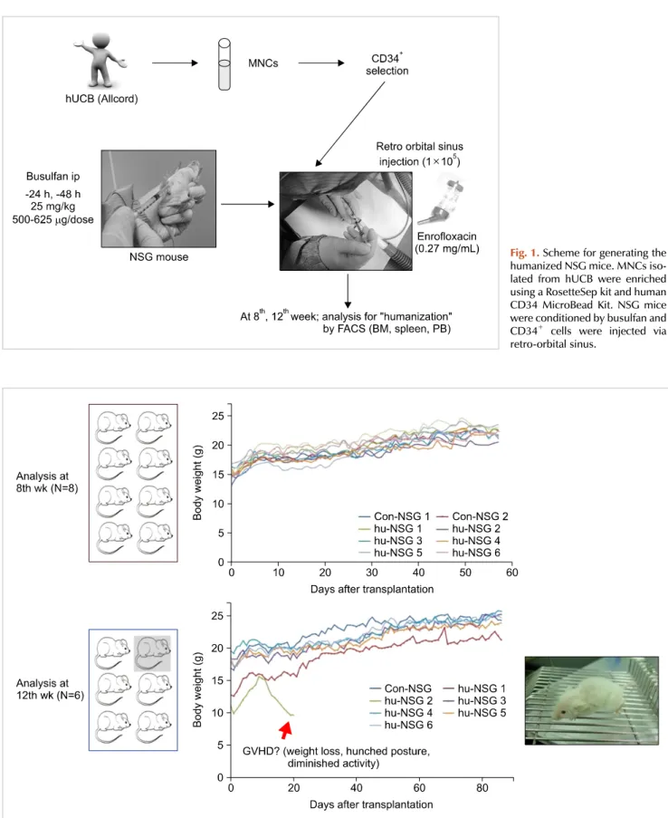 Fig. 1. Scheme for generating the  humanized NSG mice. MNCs  iso-lated from hUCB were enriched  using a RosetteSep kit and human  CD34 MicroBead Kit
