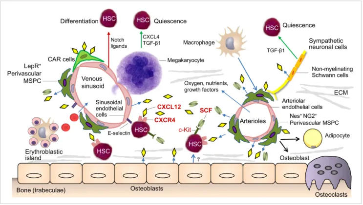 Fig. 1. BM microenvironment presenting the HSC niche. The HSC niche is composed mainly of perivascular MSPCs and endothelial cells