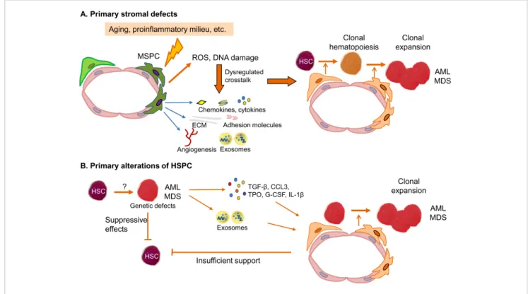 Fig. 2. Potential pathophysiological models. (A) In this model, AML and MDS originate from a primary stromal defect