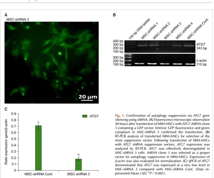 Fig. 1. Confirmation of autophagy suppression via ATG7 gene  silencing using shRNA. (A) Fluorescence microscopic observation  48 hours after transfection of hBM-MSCs with ATG7 shRNA clone  3 containing a GFP vector