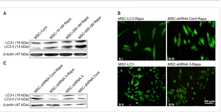 Fig. 2. Confirmation of autophagy induction with rapamycin. (A) Western blot analysis of 24 hour-rapamycin-treated hBM-MSCs exposed to 10,  200, and 500 nM rapamycin